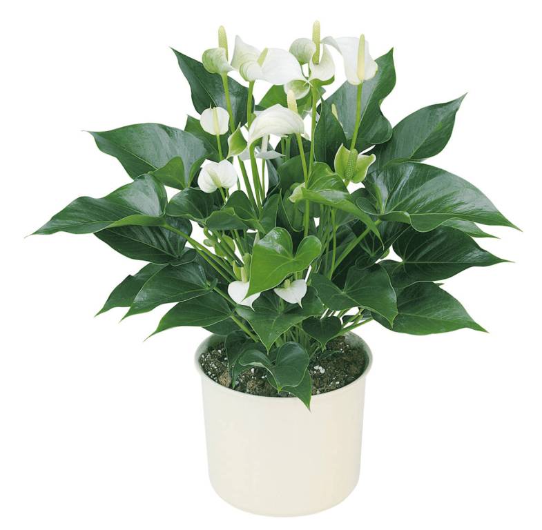 Белые антуриумы купит вазу для цветов дешево